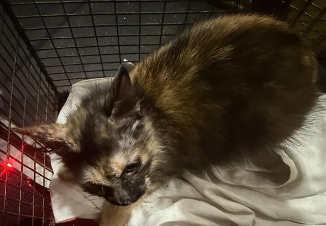 Shelter Stray Female Cat last seen Near BLOCK CROSS CREEK, 4710 TX-151, San Antonio, TX 78227, USA