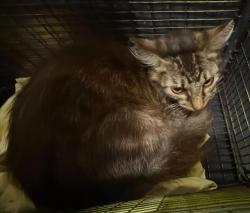 Shelter Stray Female Cat last seen Near BLOCK CROSS CREEK, 4710 TX-151, San Antonio, TX 78227, USA