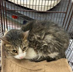 Shelter Stray Male Cat last seen , 4000 N Silverbell Rd, Tucson, AZ 85745, USA
