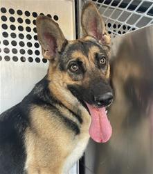 Shelter Stray Female Dog last seen , 4000 N Silverbell Rd, Tucson, AZ 85745, USA