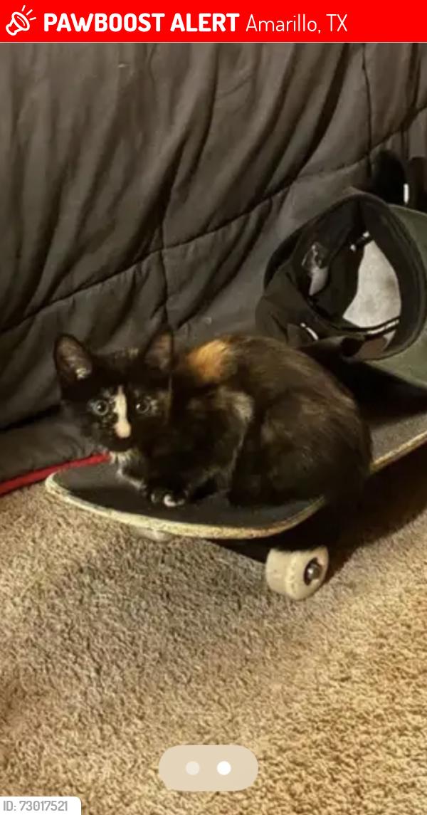 Lost Female Cat last seen Best Buy (tree wooded area near parking lot), Amarillo, TX 79121