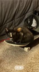 Lost Female Cat last seen Best Buy (tree wooded area near parking lot), Amarillo, TX 79121