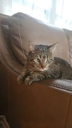 Lost Female Cat last seen Monadnock street troy nh, Troy, NH 03465