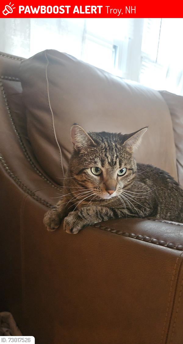 Lost Female Cat last seen Monadnock street troy nh, Troy, NH 03465
