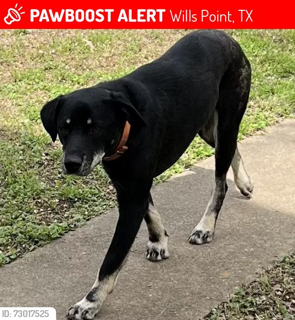 Lost Male Dog last seen VZCR 3437 and 3414, Wills Point, TX 75169