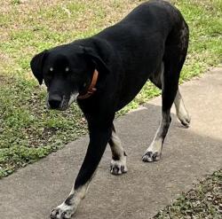 Lost Male Dog last seen VZCR 3437 and 3414, Wills Point, TX 75169