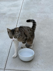 Found/Stray Male Cat last seen Steve Ambriz Park, Orange, CA 92865
