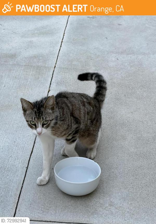 Found/Stray Male Cat last seen Steve Ambriz Park, Orange, CA 92865