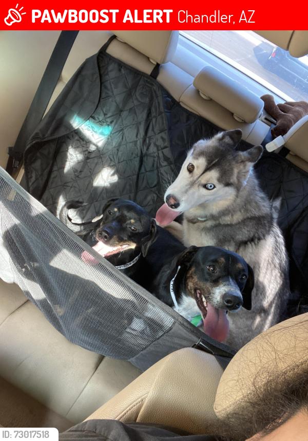 Lost Female Dog last seen Fairview and California street, Chandler, AZ 85225