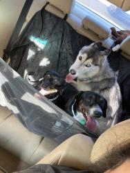 Lost Female Dog last seen Fairview and California street, Chandler, AZ 85225