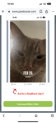 Reunited Male Cat last seen Morgan lane and Waverly Rd, Cheltenham Township, PA 19038