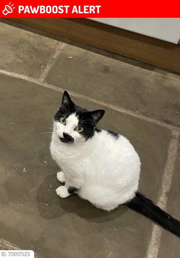 Lost Female Cat last seen The fields by Well Head Lane, Hubberton, West Yorkshire, HX6 1NN , West Yorkshire, England HX6 1NN