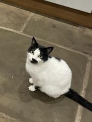 Lost Female Cat last seen The fields by Well Head Lane, Hubberton, West Yorkshire, HX6 1NN , West Yorkshire, England HX6 1NN