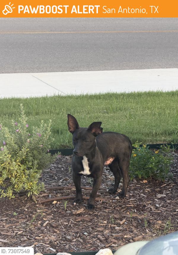 Found/Stray Unknown Dog last seen Vista Del Norte, San Antonio, TX 78216