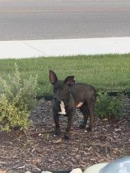 Found/Stray Unknown Dog last seen Vista Del Norte, San Antonio, TX 78216