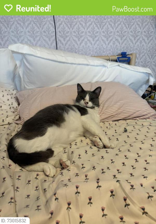 Reunited Male Cat last seen Kangal Ct., Pflugerville, TX 78660