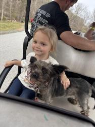 Lost Female Dog last seen Dallas Cherryville hwy in Bessemer city, Bessemer City, NC 28016