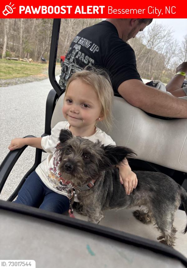 Lost Female Dog last seen Dallas Cherryville hwy in Bessemer city, Bessemer City, NC 28016