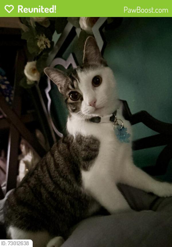 Reunited Female Cat last seen Near Doverdale Ave, La Puente, CA 91744, USA, La Puente, CA 91744