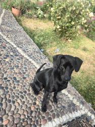 Found/Stray Male Dog last seen Los Nietos Middle School, Whittier, CA 90606