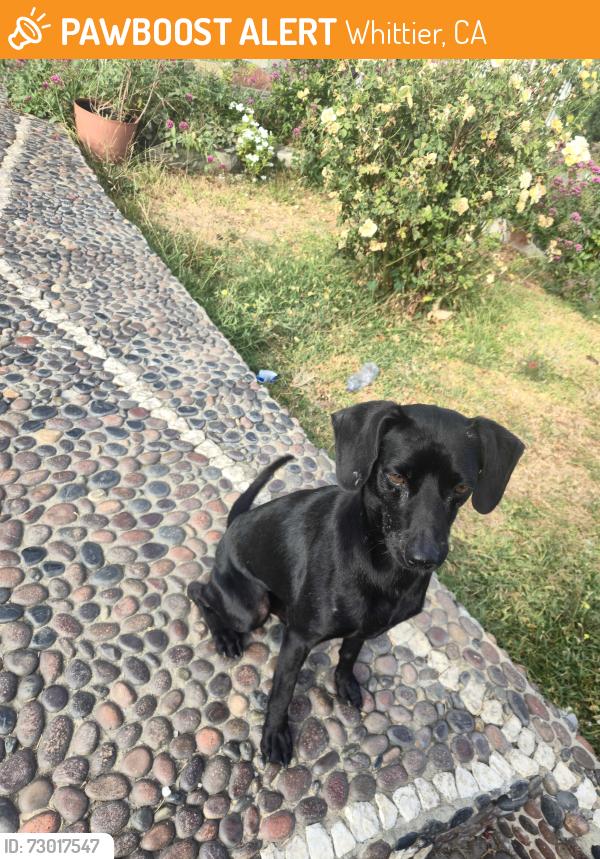 Found/Stray Male Dog last seen Los Nietos Middle School, Whittier, CA 90606