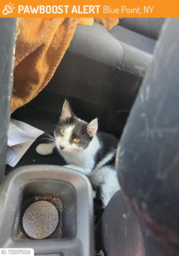 Found/Stray Female Cat last seen Blue point eatondale ave, Blue Point, NY 11715