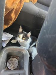 Found/Stray Female Cat last seen Blue point eatondale ave, Blue Point, NY 11715