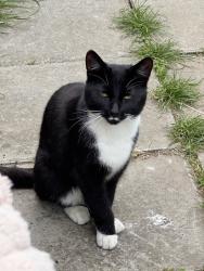 Found/Stray Male Cat last seen Elton avenue , Greater London, England HA0 3EE