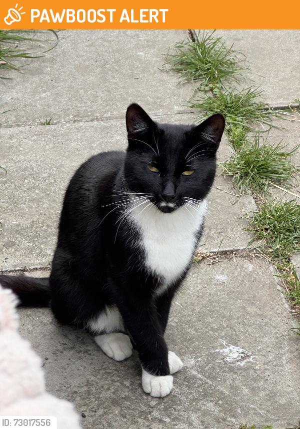 Found/Stray Male Cat last seen Elton avenue , Greater London, England HA0 3EE