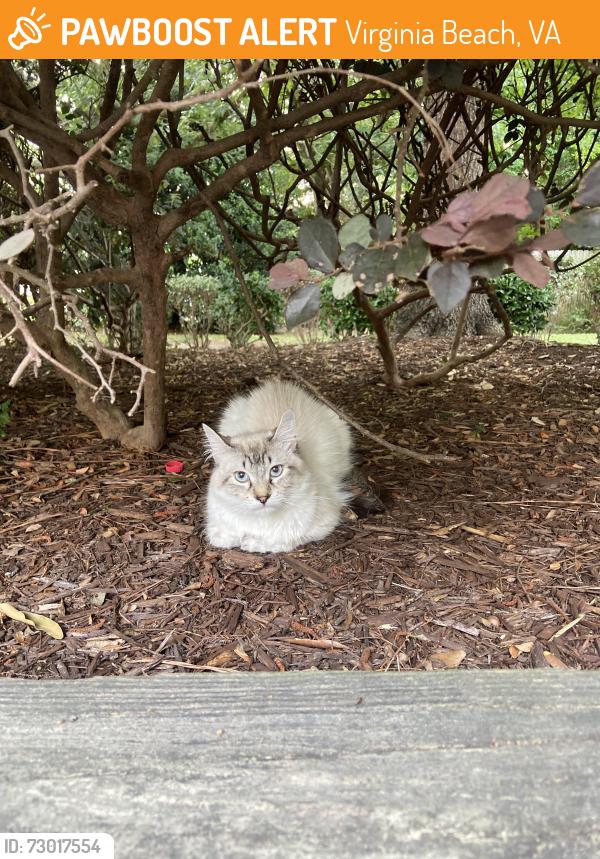 Found/Stray Male Cat last seen Indian River Road, Stumpy Lake Fishing Pier, Virginia Beach, VA 23456