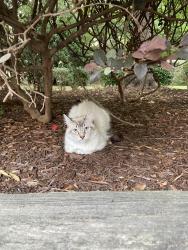 Found/Stray Male Cat last seen Indian River Road, Stumpy Lake Fishing Pier, Virginia Beach, VA 23456