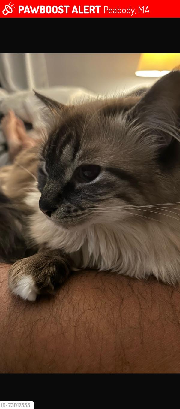 Lost Female Cat last seen Washington st , Peabody, MA 01960