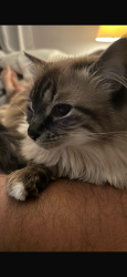 Lost Female Cat last seen Washington st , Peabody, MA 01960