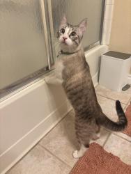 Found/Stray Unknown Cat last seen Barton & Orange terrace Park, Riverside, CA 92508