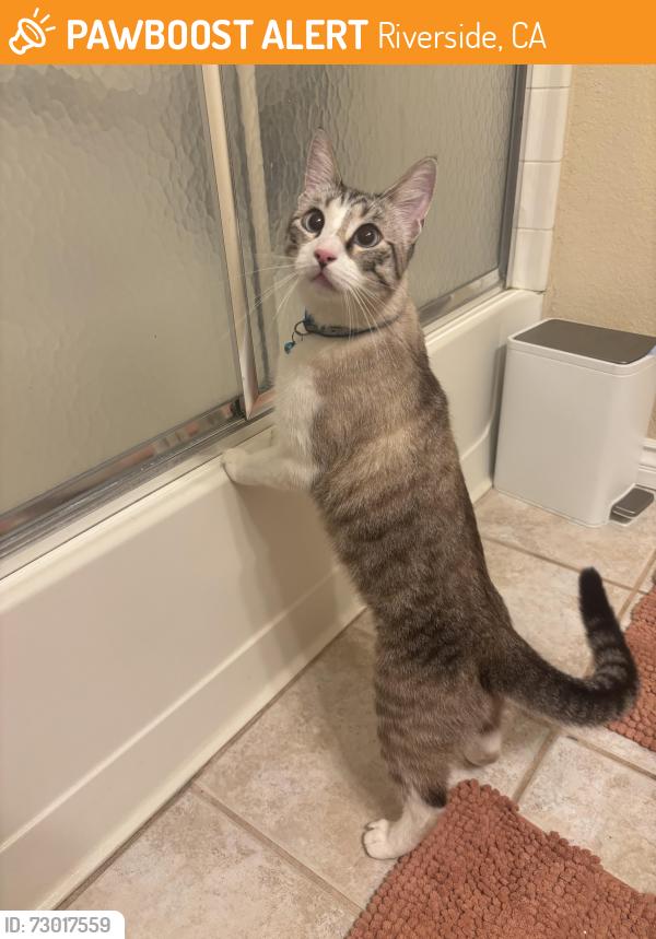 Found/Stray Unknown Cat last seen Barton & Orange terrace Park, Riverside, CA 92508