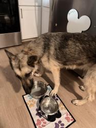 Found/Stray Female Dog last seen Aldine mail route rd, Houston, TX 77039
