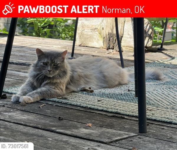 Lost Female Cat last seen 72nd/alameda, Norman, OK 73026