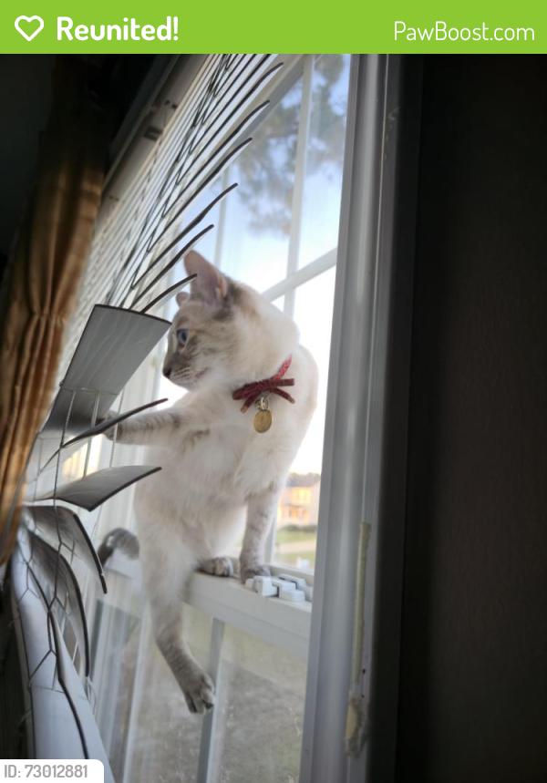 Reunited Female Cat last seen Middle of Laketree blvd road, Spring Lake, NC 28390