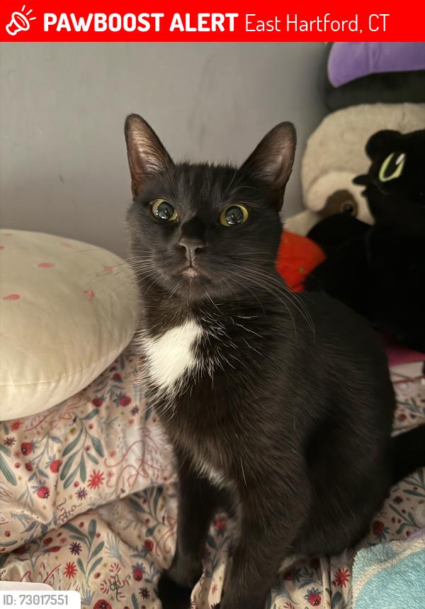 Lost Female Cat last seen Near burnside Ave east Hartford ct, East Hartford, CT 06108