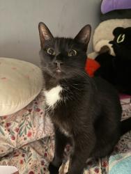 Lost Female Cat last seen Near burnside Ave east Hartford ct, East Hartford, CT 06108