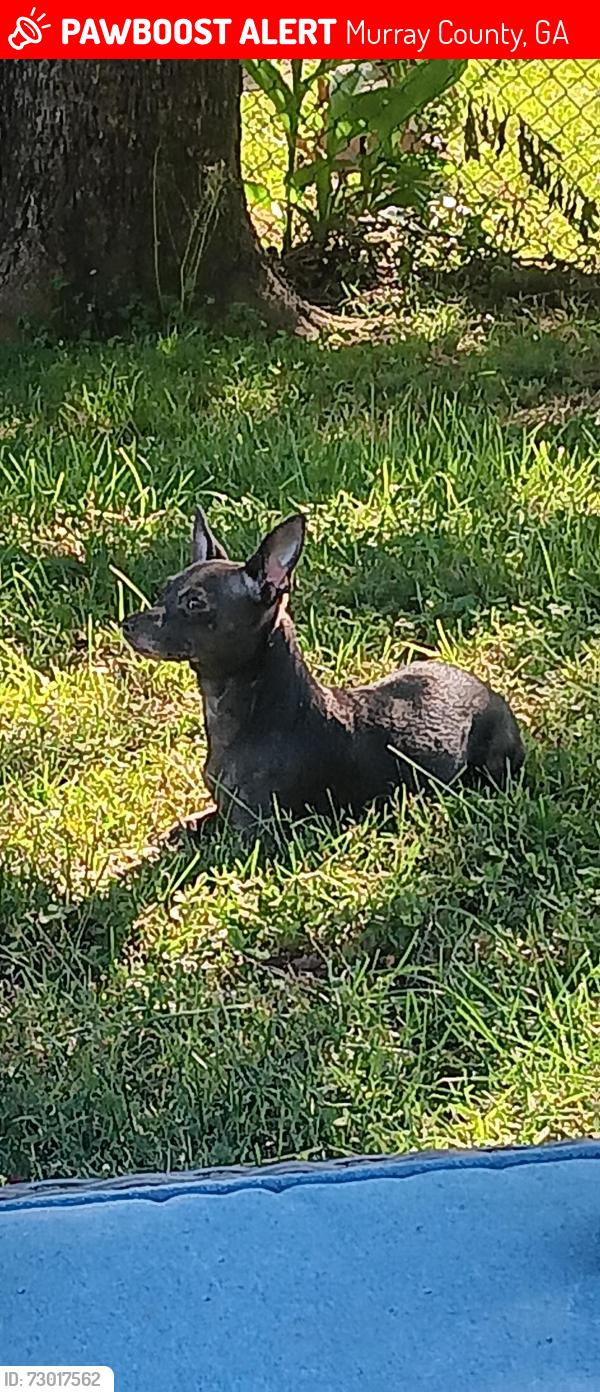 Lost Female Dog last seen Chiliwick, Murray County, GA 30705