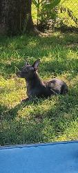 Lost Female Dog last seen Chiliwick, Murray County, GA 30705