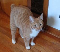 Lost Male Cat last seen Between Logan Ave and St. John Vianney Church on E. Racine Street7, Janesville, WI 53545