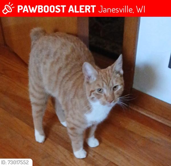 Lost Male Cat last seen Between Logan Ave and St. John Vianney Church on E. Racine Street7, Janesville, WI 53545