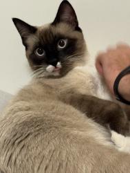 Lost Male Cat last seen A&W, Gas station, Edmonton, AB T5T 7V3