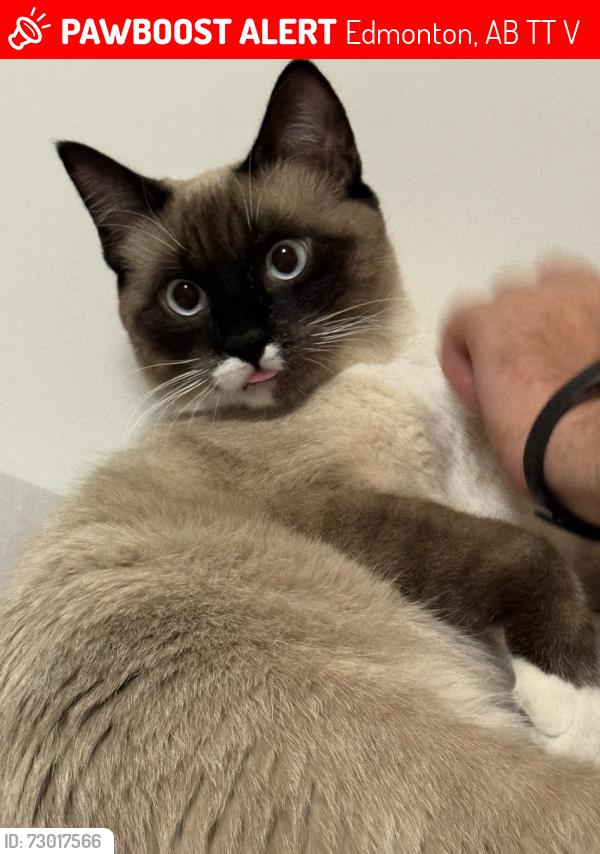 Lost Male Cat last seen A&W, Gas station, Edmonton, AB T5T 7V3