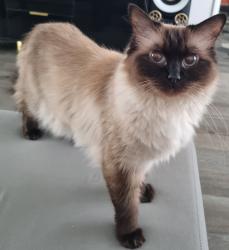 Reunited Female Cat last seen Kingslay terrace , West Midlands, England CV2
