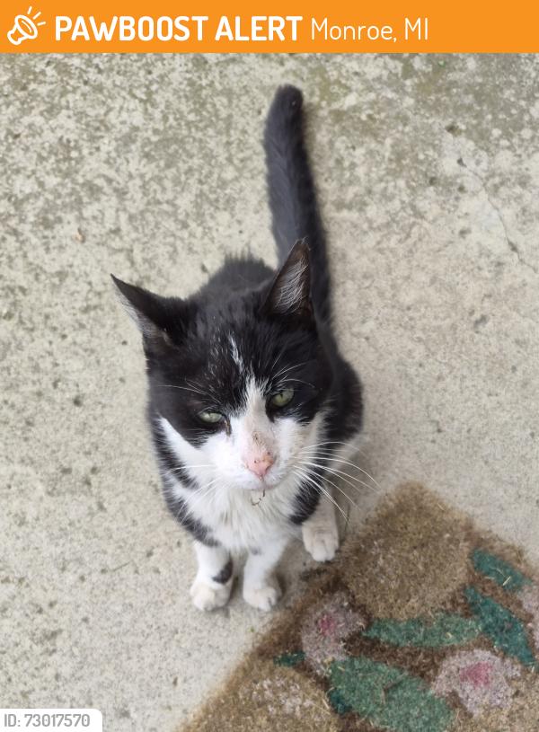 Found/Stray Male Cat last seen Toll and W. Lorain, Monroe, MI 48162