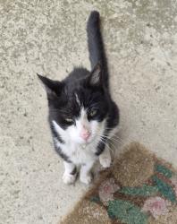 Found/Stray Male Cat last seen Toll and W. Lorain, Monroe, MI 48162