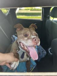 Found/Stray Male Dog last seen Osmun st, Pontiac, MI 48342